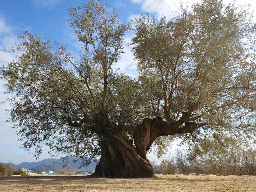 「樹齢千年のオリーブ大樹(香川県小豆島)」スペインのアンダルシア地方から10,00キロ運搬して移植
