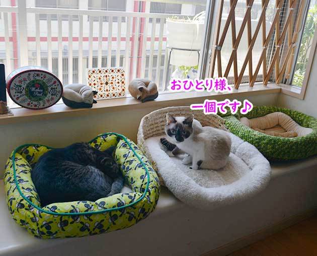 枠に収まらない１