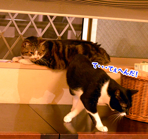 ふたこぶさん３