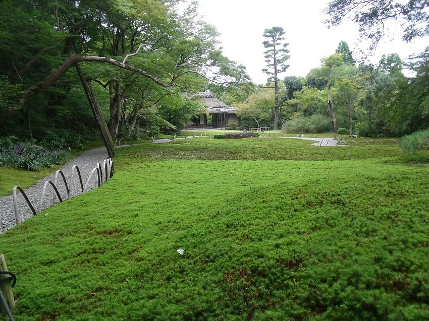 雨上がりの苔の庭